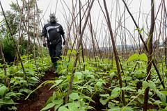 Beans in Burundi: fighting malnutrition