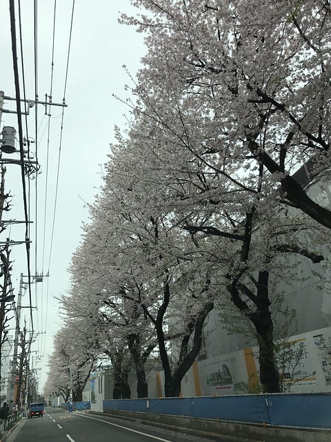 こちらも昨日の桜、別アングルです。