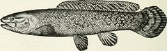 Anglų lietuvių žodynas. Žodis lancet-fish reiškia n zool. vilkžuvė lietuviškai.