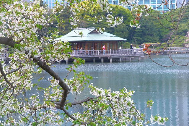 浜離宮の葉桜 中継でも楽しんで下さい。