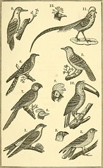 Anglų lietuvių žodynas. Žodis pheasant cuckoo reiškia fazanas gegutė lietuviškai.