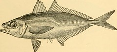 Anglų lietuvių žodynas. Žodis mackerel scad reiškia skumbrės scad lietuviškai.