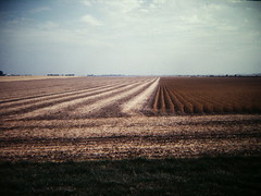 Anglų lietuvių žodynas. Žodis field soybean reiškia lauko sojų lietuviškai.