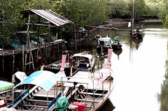 boats & mangroves