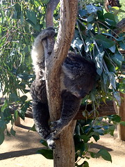 Tasmania, Australia: Koalas, Kangaroos, Devils, and More • <a style="font-size:0.8em;" href="http://www.flickr.com/photos/34335049@N04/14118550636/" target="_blank">View on Flickr</a>