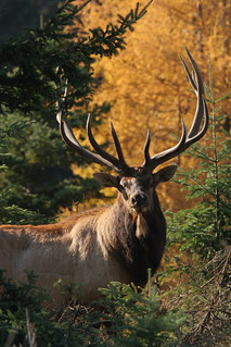 Quebec Elk & Red Stag Hunt 34