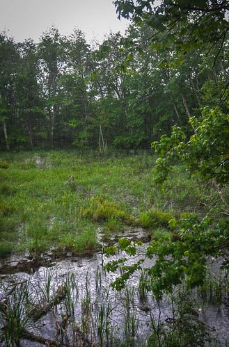 A gentle rain on the south swamp • <a style="font-size:0.8em;" href="http://www.flickr.com/photos/96277117@N00/14392001027/" target="_blank">View on Flickr</a>