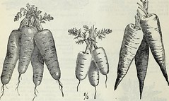 Anglų lietuvių žodynas. Žodis cultivated carrot reiškia auginamų morkų lietuviškai.