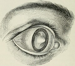 Anglų lietuvių žodynas. Žodis retinal cone reiškia tinklainės kūgis lietuviškai.