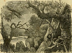 Anglų lietuvių žodynas. Žodis tree shrew reiškia medžio kirstukas lietuviškai.