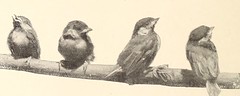 Anglų lietuvių žodynas. Žodis cedar-bird reiškia n zool. svirbelis (paukštis) lietuviškai.
