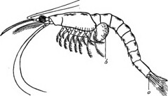 Anglų lietuvių žodynas. Žodis branchiopod crustacean reiškia branchiopod vėžiagyvių lietuviškai.