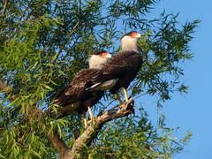 Birds at Reserva Ecologica