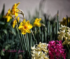 April 2, 2017 - Bulbs in full bloom. (Michelle Jones)