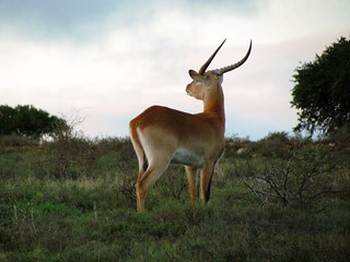South Africa Hunting Safari - Eastern Cape 24