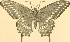 Anglų lietuvių žodynas. Žodis clothes-moth reiškia n zool. drabužinė kandis lietuviškai.