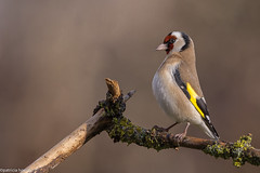 Chardonneret élégant - Carduelis carduelis - European goldfinch