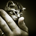 Kitten in Caring Hands • <a style="font-size:0.8em;" href="https://www.flickr.com/photos/67363961@N00/14475733339/" target="_blank">View on Flickr</a>