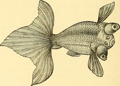 Anglų lietuvių žodynas. Žodis freshwater bass reiškia gėlo vandens bass lietuviškai.