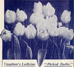 Anglų lietuvių žodynas. Žodis blue tulip reiškia mėlynoji tulpė lietuviškai.