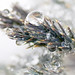 Crystallized Macro Pine Needles • <a style="font-size:0.8em;" href="http://www.flickr.com/photos/124671209@N02/32883247820/" target="_blank">View on Flickr</a>