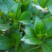 Green Leaves • <a style="font-size:0.8em;" href="http://www.flickr.com/photos/26088968@N02/14374111231/" target="_blank">View on Flickr</a>