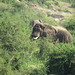 Elephant grazing at the Queen Elizabeth National Park, Uganda • <a style="font-size:0.8em;" href="http://www.flickr.com/photos/50948792@N02/14517613795/" target="_blank">View on Flickr</a>