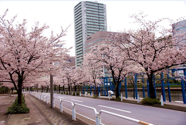 運河沿いの桜並木は癒される景色。こういう...