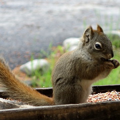 Anglų lietuvių žodynas. Žodis american red squirrel reiškia amerikos raudonojo voverė lietuviškai.
