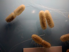 Anglų lietuvių žodynas. Žodis bacteria reiškia pl žr. bacterium lietuviškai.