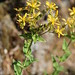Hypericum perfoliatum • <a style="font-size:0.8em;" href="http://www.flickr.com/photos/62152544@N00/14412052162/" target="_blank">View on Flickr</a>