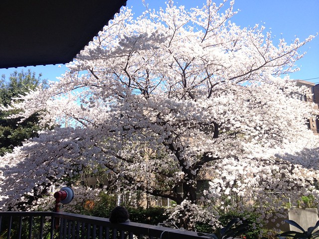 今年もベランダから桜が見えました。