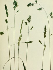 Anglų lietuvių žodynas. Žodis ague grass reiškia ague žolės lietuviškai.