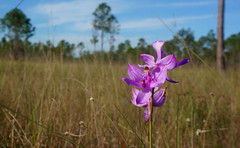 Anglų lietuvių žodynas. Žodis prairie orchid reiškia prerijų orchidėja lietuviškai.