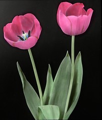 Anglų lietuvių žodynas. Žodis darwin tulip reiškia darvino tulpių lietuviškai.