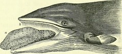 Anglų lietuvių žodynas. Žodis phyllophagous reiškia filosofinis lietuviškai.