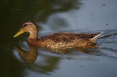 Canard - duck