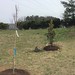 2017-03-11 Tree Planting (7)