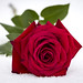 Red Rose In Snow • <a style="font-size:0.8em;" href="http://www.flickr.com/photos/124671209@N02/33032675144/" target="_blank">View on Flickr</a>