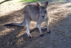 Tasmania, Australia: Koalas, Kangaroos, Devils, and More • <a style="font-size:0.8em;" href="http://www.flickr.com/photos/34335049@N04/13955091749/" target="_blank">View on Flickr</a>