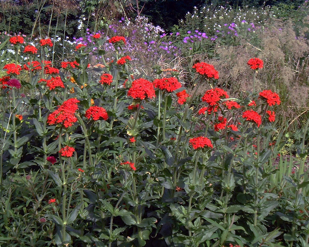 Lychnis chalcedonica