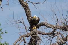 Eastern Colorado Bald Eagle Launch Sequence