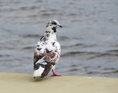 Anglų lietuvių žodynas. Žodis rock-pigeon reiškia n = rock-dove lietuviškai.