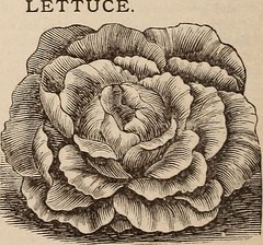 Anglų lietuvių žodynas. Žodis cos lettuce reiškia romaninės salotos lietuviškai.