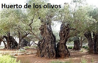 36 huerto de los olivos