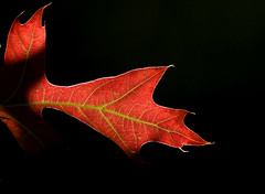 Anglų lietuvių žodynas. Žodis red oak reiškia raudonasis ąžuolas lietuviškai.