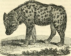 Anglų lietuvių žodynas. Žodis genus hyaena reiškia genties hyaena lietuviškai.