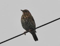 Anglų lietuvių žodynas. Žodis bird-song reiškia paukščių dainos lietuviškai.