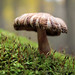 Mushroom on moss • <a style="font-size:0.8em;" href="http://www.flickr.com/photos/124671209@N02/14026863869/" target="_blank">View on Flickr</a>