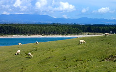 Kiwi Sheep Grazing The Mount • <a style="font-size:0.8em;" href="http://www.flickr.com/photos/34335049@N04/14130147732/" target="_blank">View on Flickr</a>